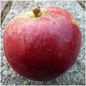 SA ābele 'Aļesja' (Oļesja)