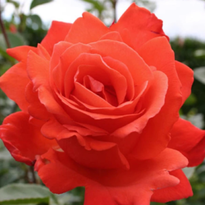 Roze 'Alexander'
