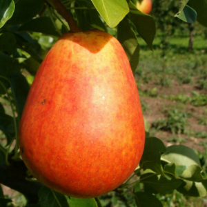 Bumbiere 'Alice'