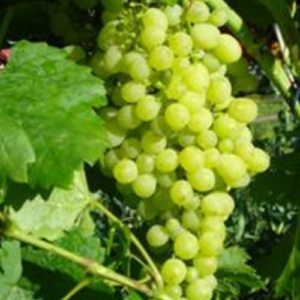 Vīnoga 'Aļošenkin'