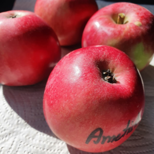 Dwarf apple tree 'Ametists'