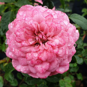 Roze 'Amulett®'