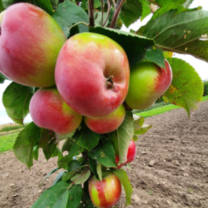 Kolonābele 'Anite' (D2-94-20)