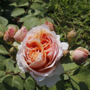 Roze 'Anna Fendi'