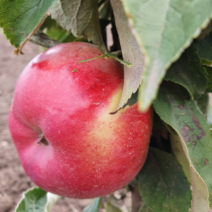 Kolonābele 'Antej Kijevskij'