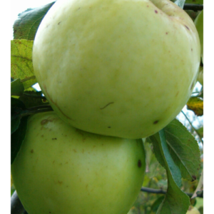 SA ābele 'Antonovka'