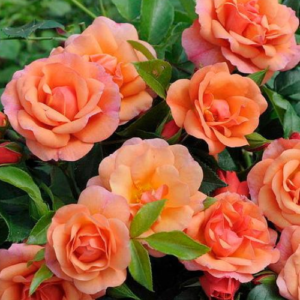 Roze 'Apricola®'