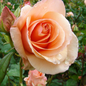 Roze 'Aprikot Nectar'