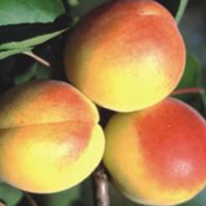 Aprikoze 'Early Orange'