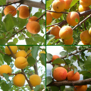 26/1 Different varieties of apricots
