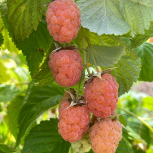 Raspberry 'Arta'