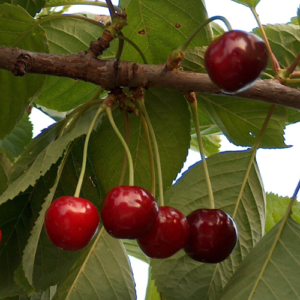 Saldais ķirsis 'Arthur'