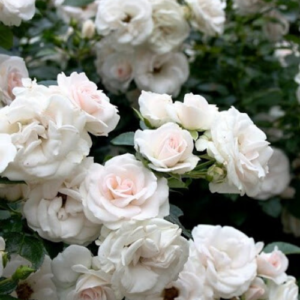 Roze 'Aspirin-rose®'