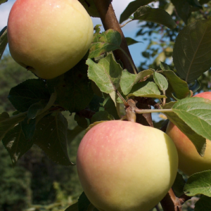 SA ābele 'Atvasara'