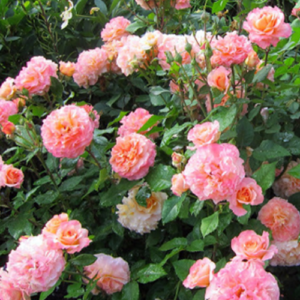 Rose 'Augusta Luise®'