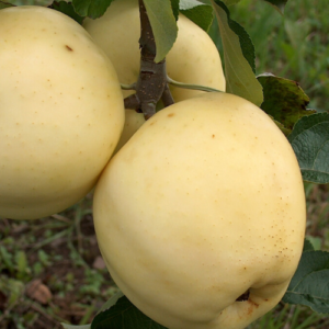 LA ābele 'Baltais Dzidrais'