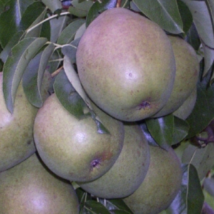 Bumbiere 'Balva'