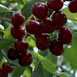 Saldais ķirsis 'Balzams'