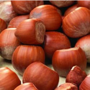 Hazelnut 'Barselona'