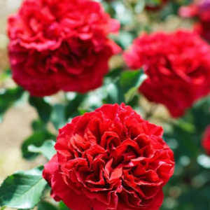 Roze 'Belle de Regnie'