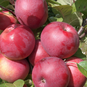 SA ābele 'Beloruskoje Maļinovoje'