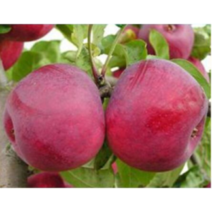 SA ābele 'Beloruskoje Sladkoje'