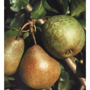 Bumbiere 'Beloruskaja Pozdņaja'