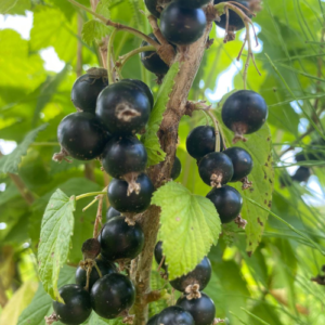 Upene 'Belorusskaja Sladkaja'