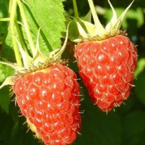 Raspberry 'Benefis'