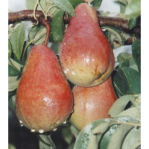 Bumbiere 'Bere Kijevskaja'