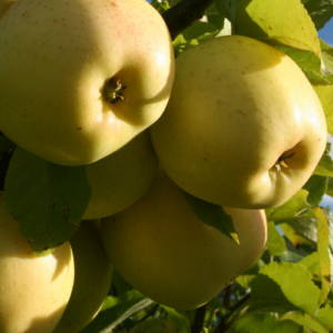 SA ābele 'Beržeņinku Ananāss'