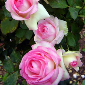 Rose 'Biedermeier Garden'