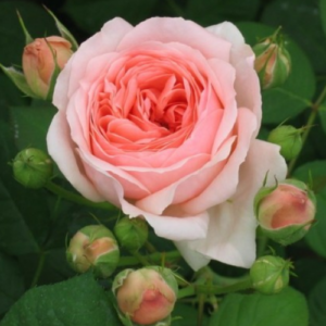 Roze 'Bjorn Boy'