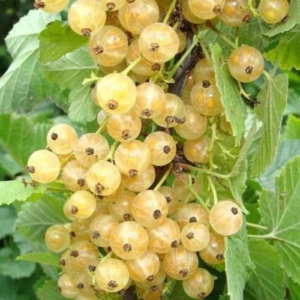 Tall-stemmed white currant 'Blanka'
