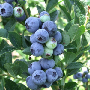Blueberry 'Blue Gold'
