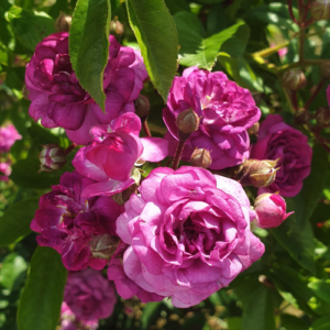 Roze 'Violet Blue' (Veilchenblau)