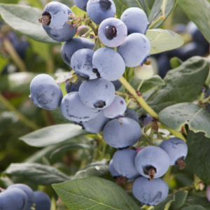 Krūmmellene 'Bluecrop'