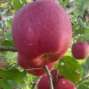 SA ābele 'Bohēmija'