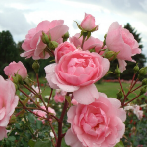 Rose 'Bonica 82'