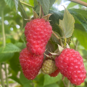 Avene 'Božestvennaja'