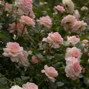 Roze 'Bremer Stadtmusikanten®'