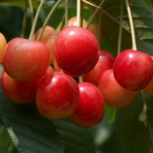 Saldais ķirsis 'Brjanskaja Rozovaja'