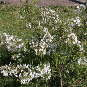 Dekoratīvā ābele 'Brower'