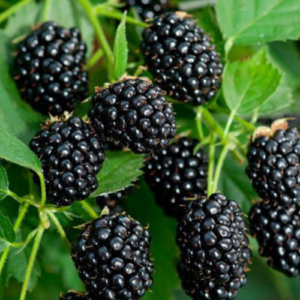 Blackberry 'Brzezina'