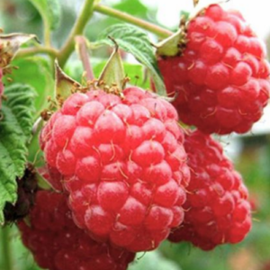 Raspberry 'Rubin Bolgarskij'