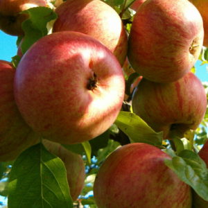 SA ābele 'Rēveles Bumbierābele'