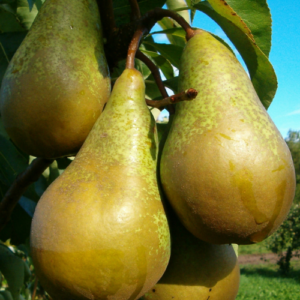 Bumbiere 'Conference'