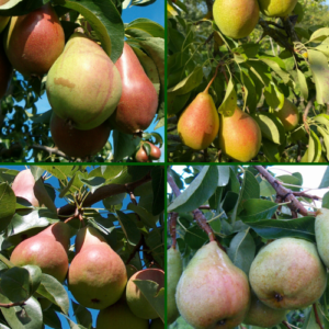 26/1 Dažādas bumbieru šķirnes