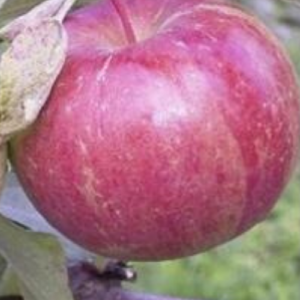 Dwarf apple tree 'Burtnieku Ziemas'