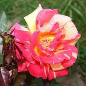 Rose 'Caribia®'